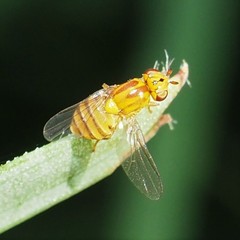 Chlorops