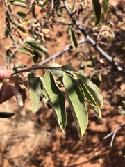 Grewia subspathulata