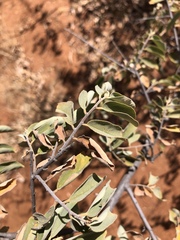 Grewia subspathulata