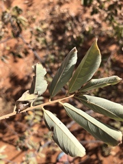 Grewia subspathulata