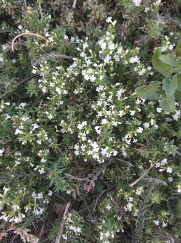 Наблюдение на iNaturalist