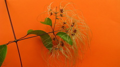 Clematis brasiliana