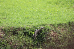 Varanus niloticus