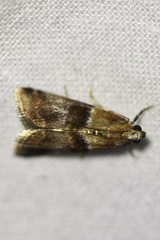 Acrobasis tumidana