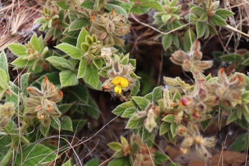 Image of Rhynchosia clivorum by (c) Tony Rebelo, some rights reserved (CC BY-SA)