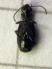 Syntomus foveatus