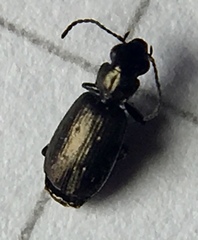 Syntomus foveatus