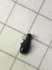 Syntomus foveatus