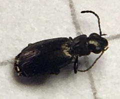 Syntomus foveatus