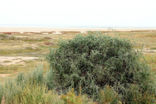 Image of Nitraria schoberi by (c) Svyatoslav Knyazev, some rights reserved (CC BY)