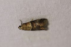 Acrobasis tumidana
