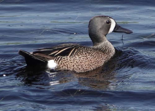 Blue-winged Teal