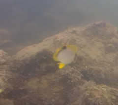 Chaetodon ocellatus