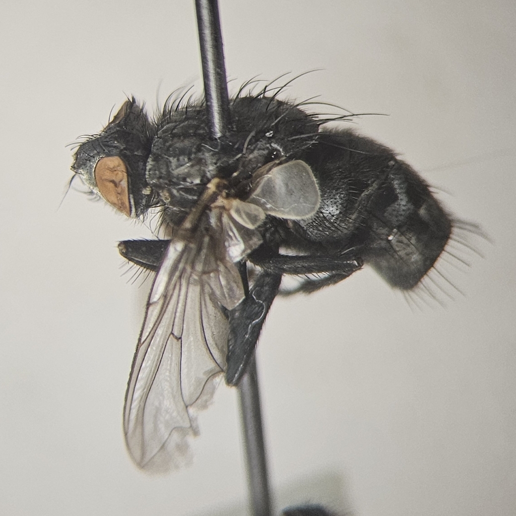 Ravinia querula