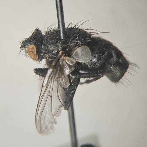 Ravinia querula
