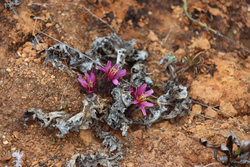 Image of Lactuca lasiorhiza by (c) Tony Rebelo, some rights reserved (CC BY-SA)