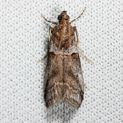 Acrobasis comptella
