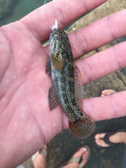 Bathygobius soporator