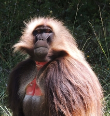 Theropithecus gelada