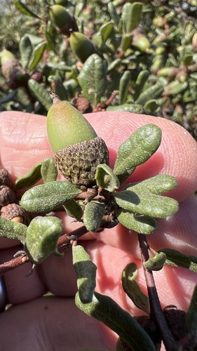 Quercus berberidifolia × dumosa