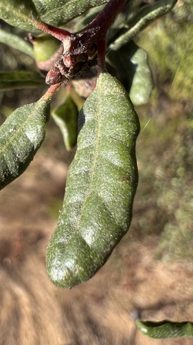 Quercus berberidifolia × dumosa