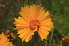 Coreopsis grandiflora