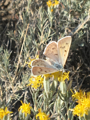 Tharsalea heteronea
