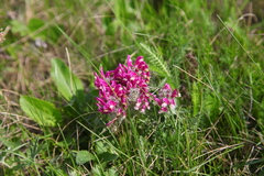 Pedicularis dasystachys
