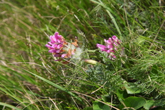Pedicularis dasystachys