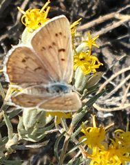 Tharsalea heteronea