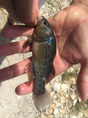 Dormitator maculatus