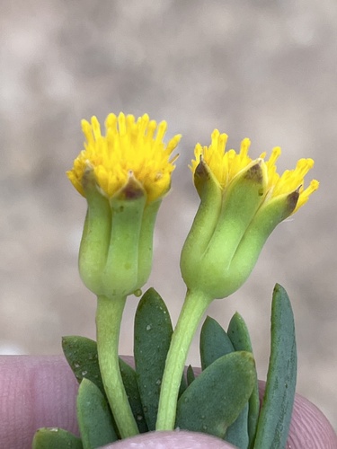 Image of Traap Babooncabbage by (c) Dave U, some rights reserved (CC BY-SA)