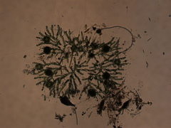 Coleochaete irregularis