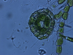 Coleochaete irregularis