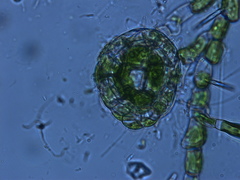 Coleochaete irregularis