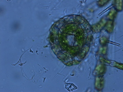 Coleochaete irregularis