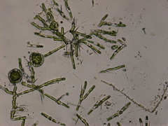 Coleochaete irregularis