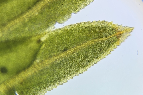 Image of Fissidens dubius by (c) Helen Waterman, some rights reserved (CC BY)