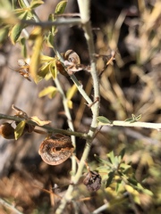 Indigofera circinnata
