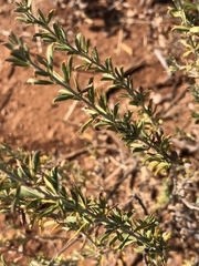 Indigofera circinnata