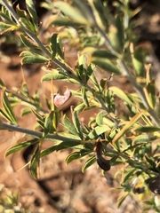 Indigofera circinnata