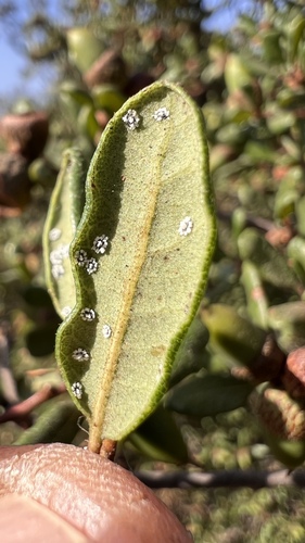 Quercus berberidifolia × dumosa