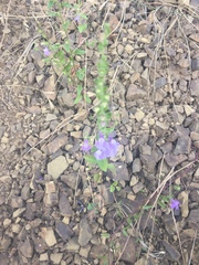 Sairocarpus vexillocalyculatus