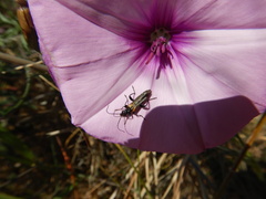 Oedemera simplex