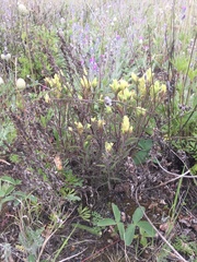 Castilleja pallida yukonis