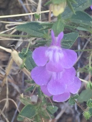 Sairocarpus vexillocalyculatus