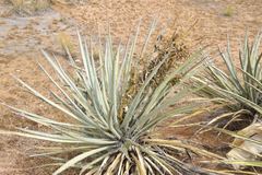 Yucca baccata baccata