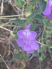 Sairocarpus vexillocalyculatus