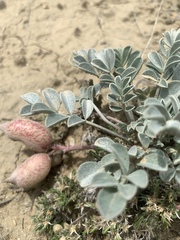 Astragalus chamaeleuce