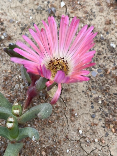 Cephalophyllum rigidum
